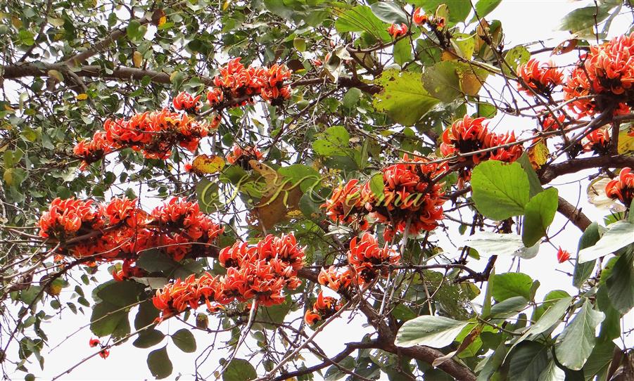  Inflorescences